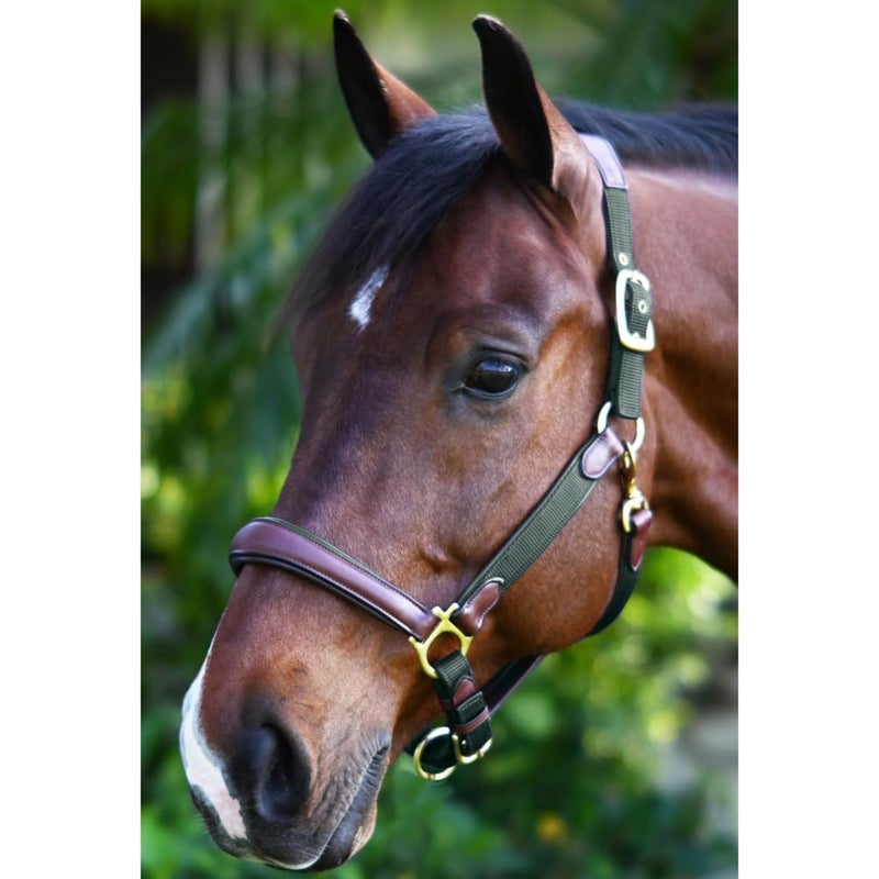 Ovation Equestrian Padded Leather Crownpiece Ergonomic Comfortable Adjustable Chin Luxor Cushion-Flex Halter, Green, Horse - Image 2